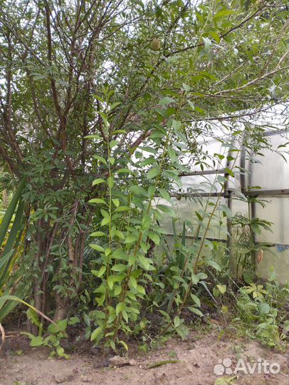 Побеги миндаля