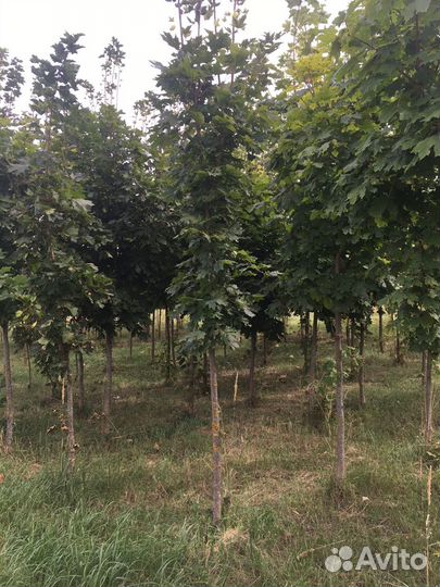 Посадочный материал