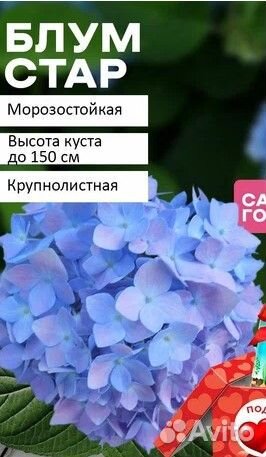 Гортензия ремонтан. Бесконечное Лето блумстар