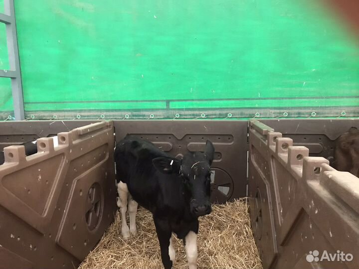 Телята мясной породы бычки