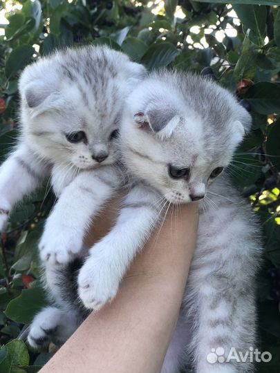 Шотландская вислоухая