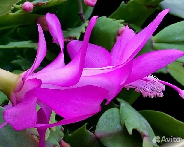 Цветок Шлюмбергеры или декабристы