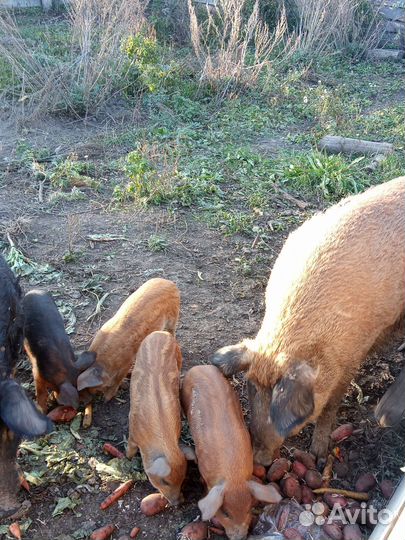 Поросята мангалица