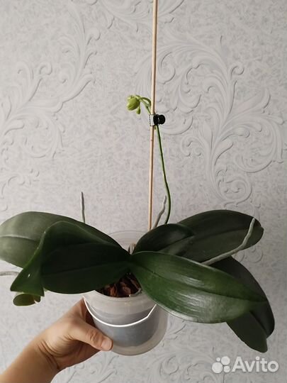 Орхидея фаленопсис