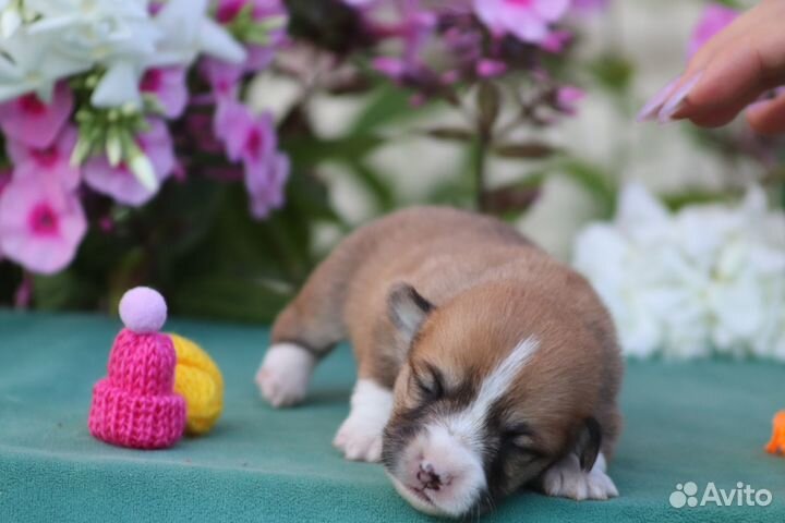 Вельш корги пемброк - рыже-белые, триколор