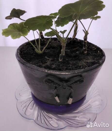 Герань розовая. Пластиковые горшки 0,8 л, 4 л