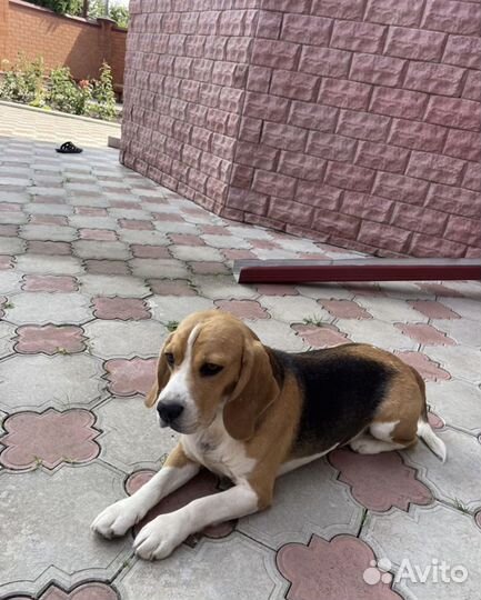 Щенки Бигль