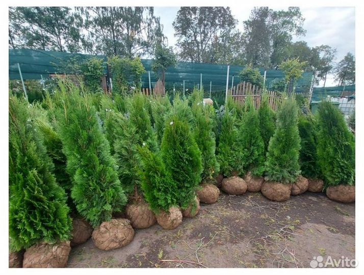 Туя смарагд оптом