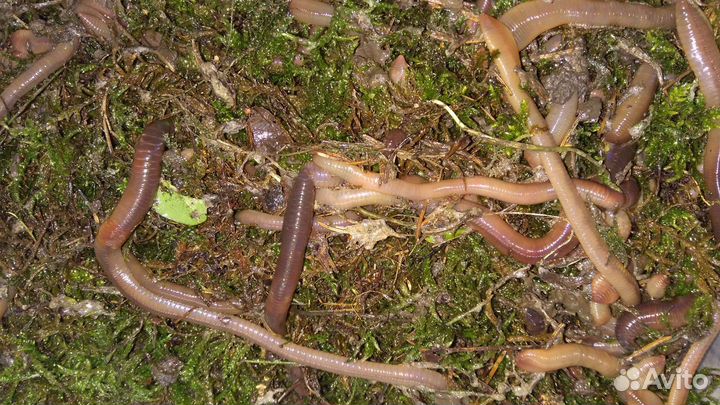 Червь выползок