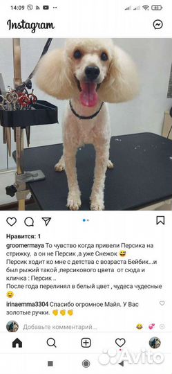 Вязка собак