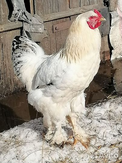 Молодые петушки