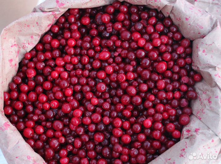 Клюква,брусника,черника,клубника,вишня,овощи и др