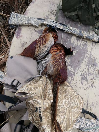 Охота и рыбалка