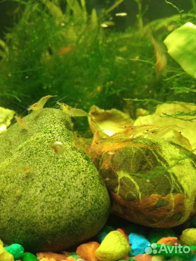 Аквариумные креветки Вишня