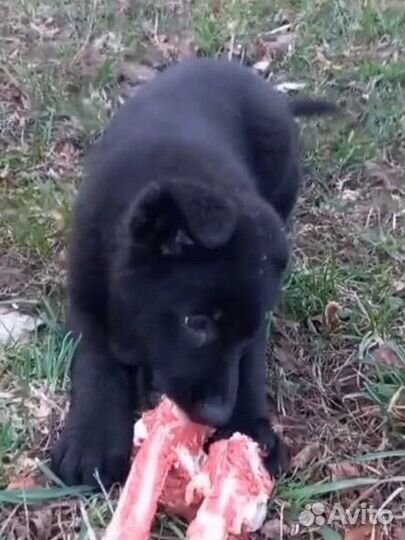 Щенки немецкой овчарки, девочки