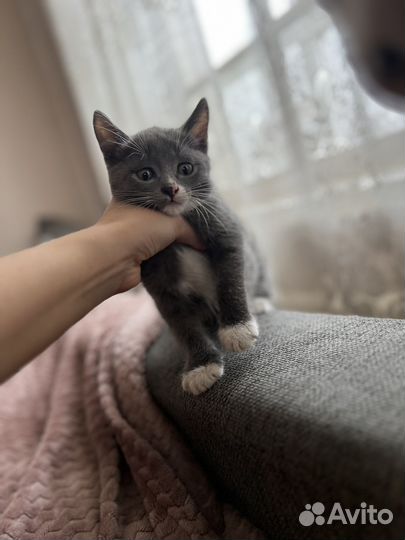Кошка -кот в дар