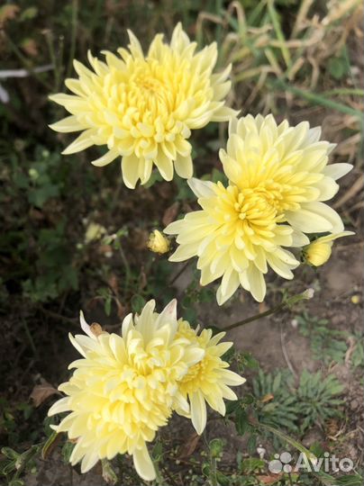 Хризантема