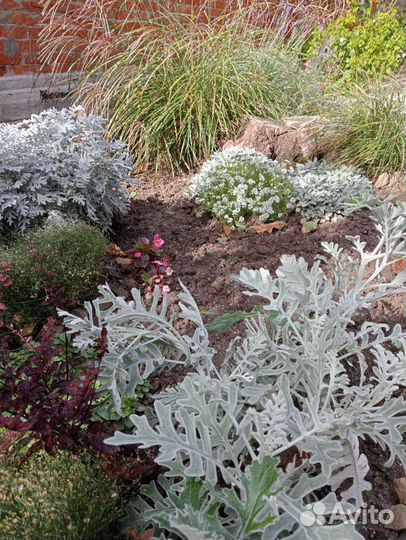 Шалфей серебристый