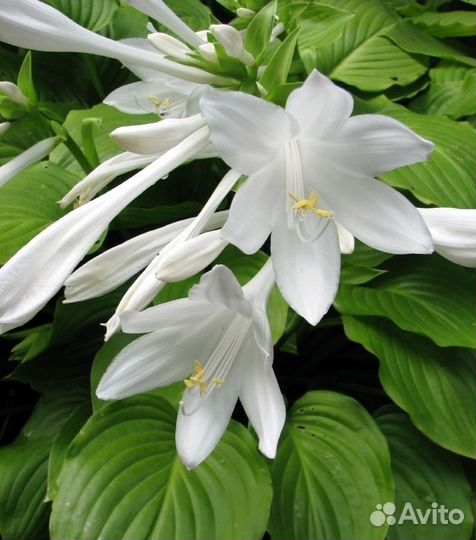 Хоста цветущая подорожниковая /ланцетолистная