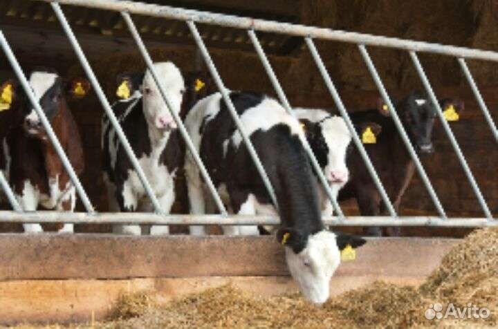 Бычки свежий завоз