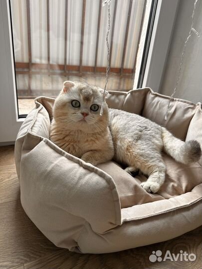 Шотландский вислоухий кот вязка