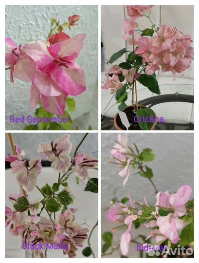 Бугенвиллии 74 сорта