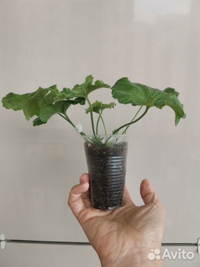 Пеларгония герань