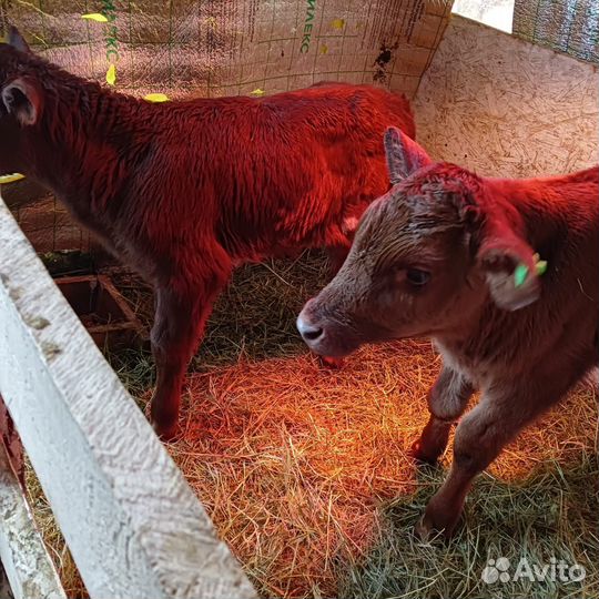 Бычки симентал