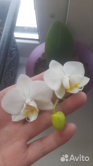 Орхидея фаленопсис