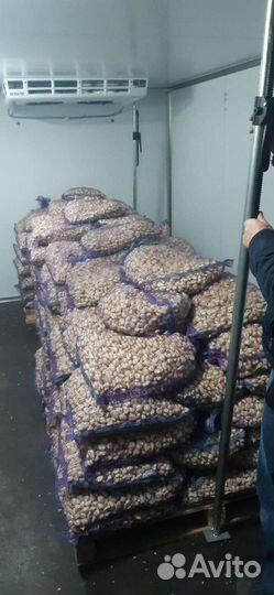 Чеснок (свежий) очищенный