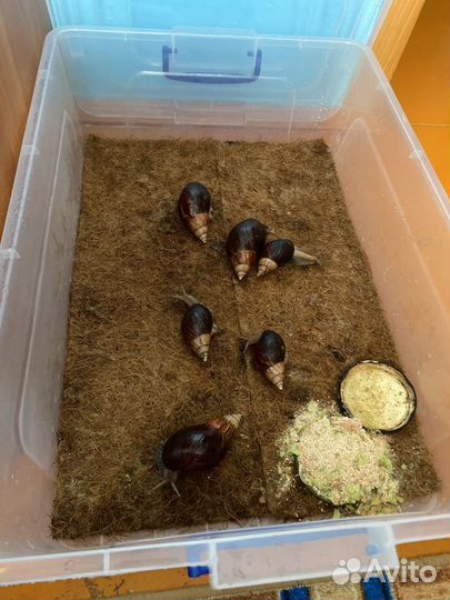 Улитки ахатины