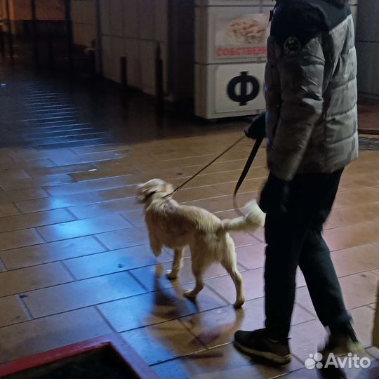 Выгул собак