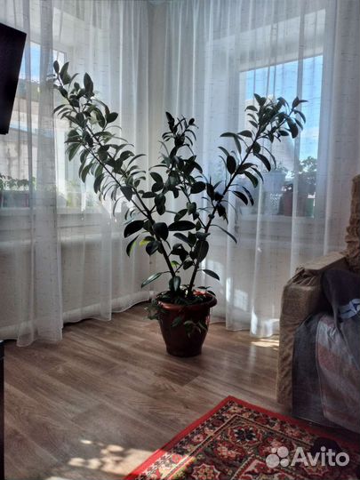 Замиокулькас