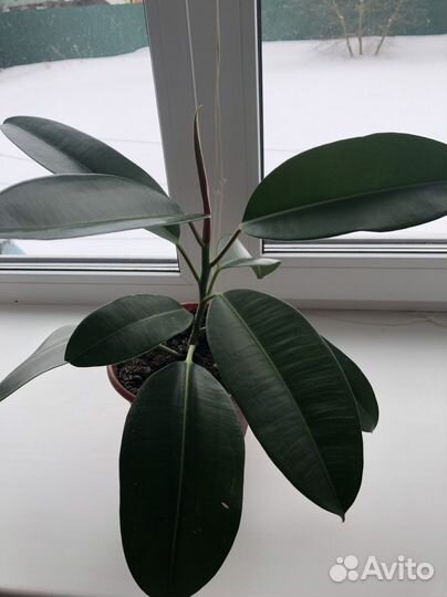 Фикус каучуконосный