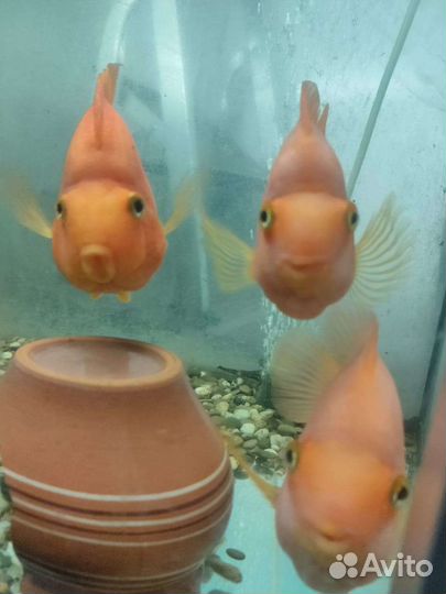 Магазин всё для рыбок 