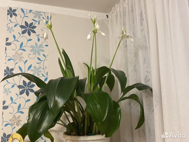 Лилия 15 лет