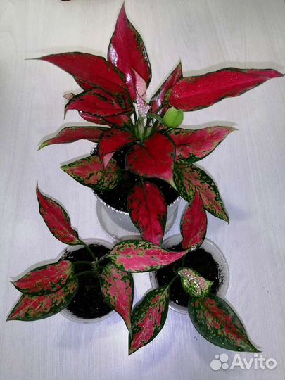 Аглонема Анимани Супер Ред