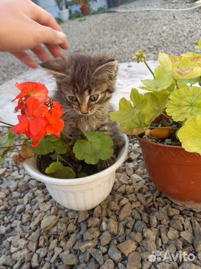 Котята помесь мейкуна