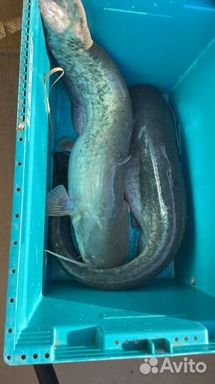 Охота рыбалка