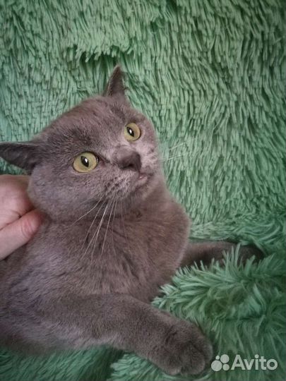 Красавицы-британочки