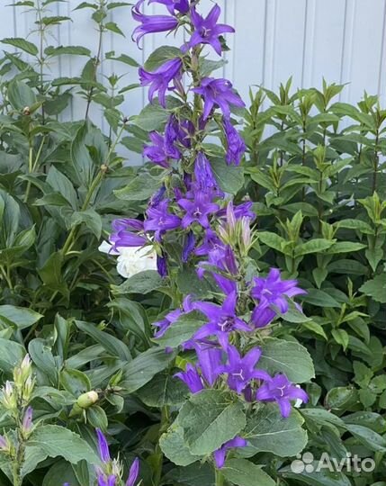 Многолетники для сада