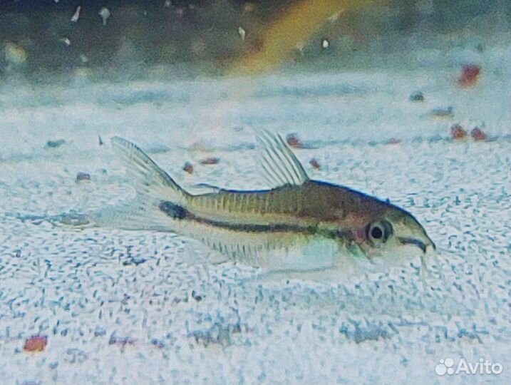 Аквариумные рыбки, гуппи чистая линия