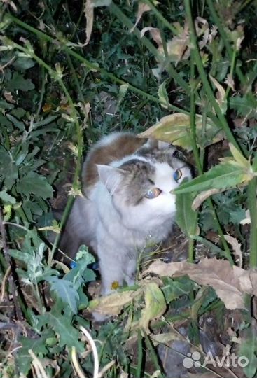 Молодой котик ищет дом