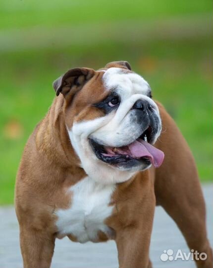 Кобель для вязки