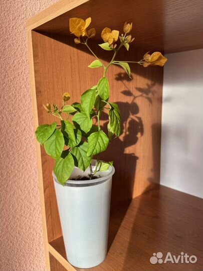 Бугенвиллия Аlаbаmа Sunsеt (Dusty Мillеr)