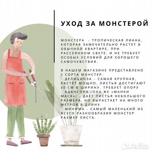 Монстера разные виды