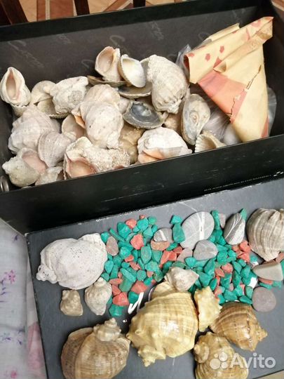 Морские ракушки