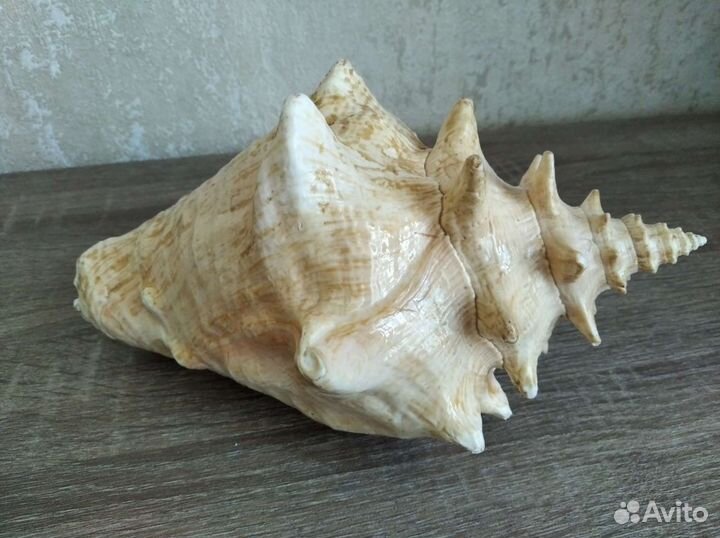 Ракушка натуральная