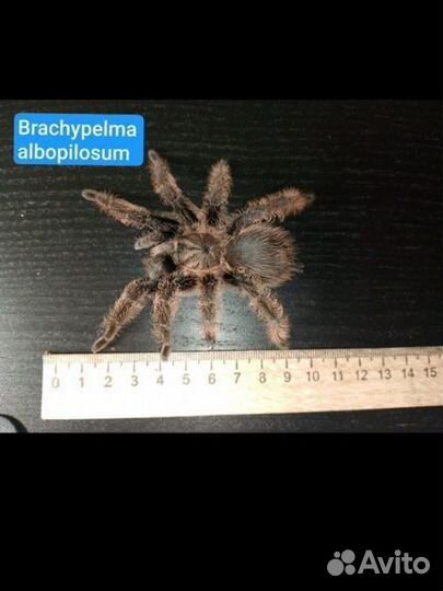 Паук птицеед (Самцы)