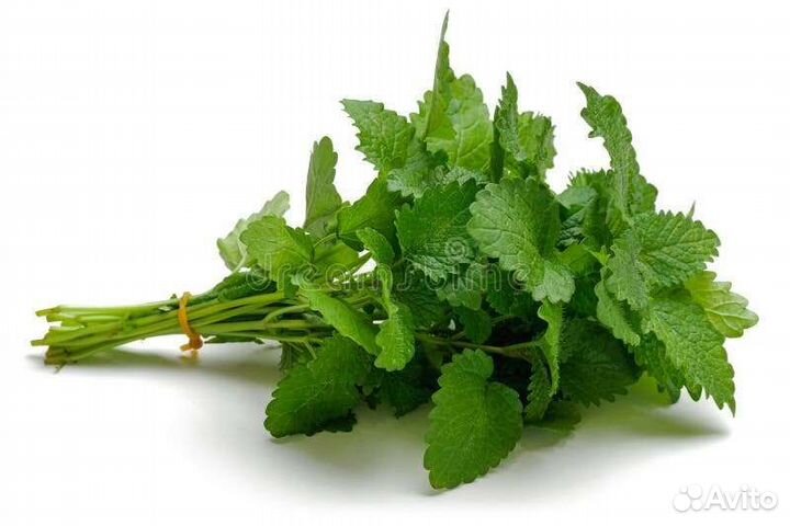 Мелисса лимонная пучок